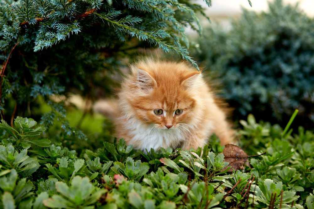 Фотография автора Totoro