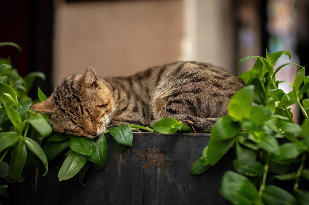 Photograph by Марина Фрейман