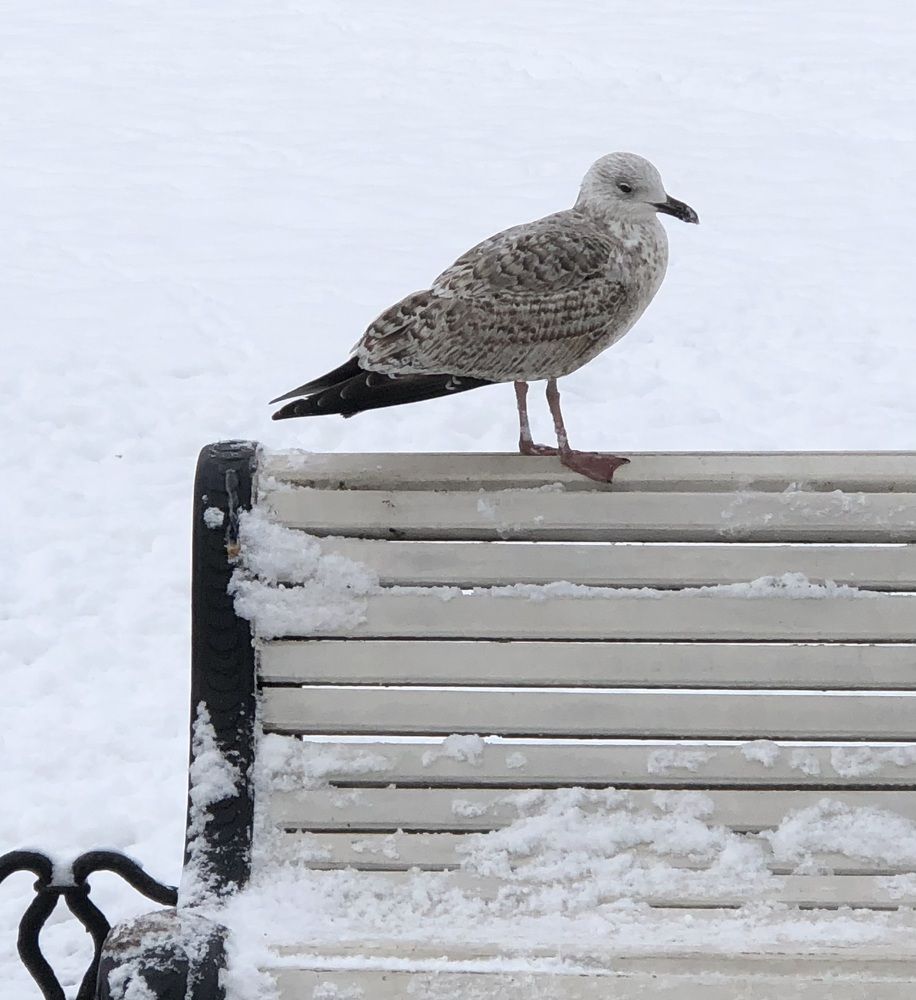 Photograph by Мария Бессмертная