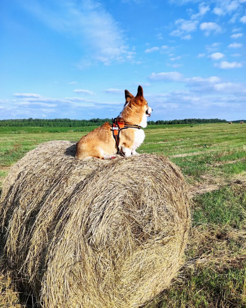 Photograph by Александр Костромин