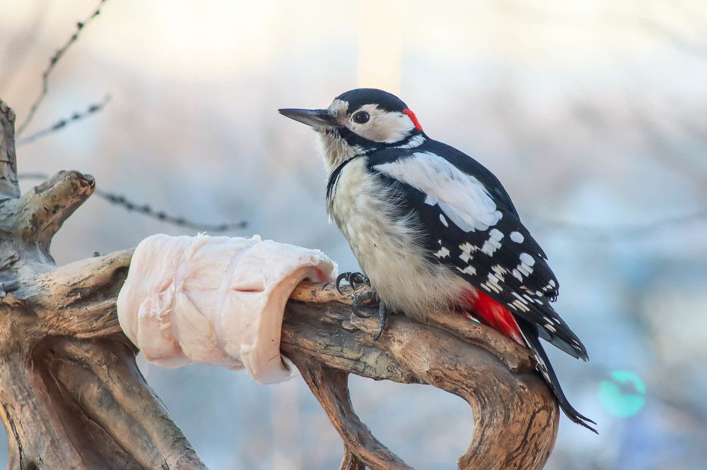 Photograph by Денис Гайдуков