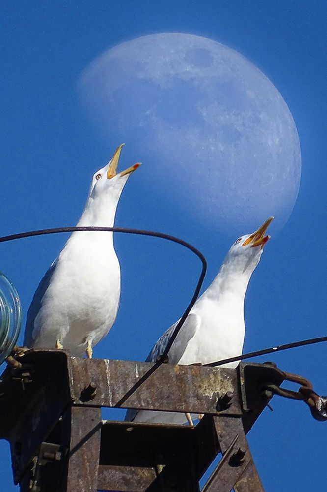 Гимн вечности