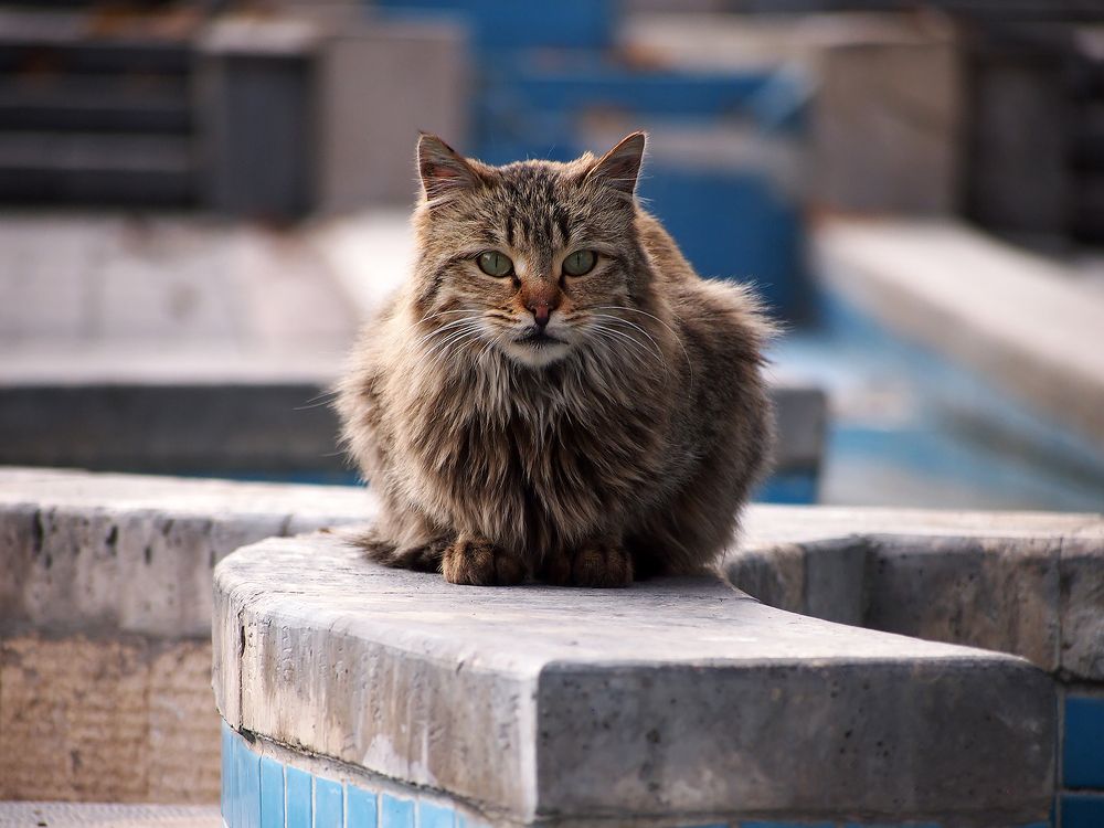 Photograph by Farid Ataei