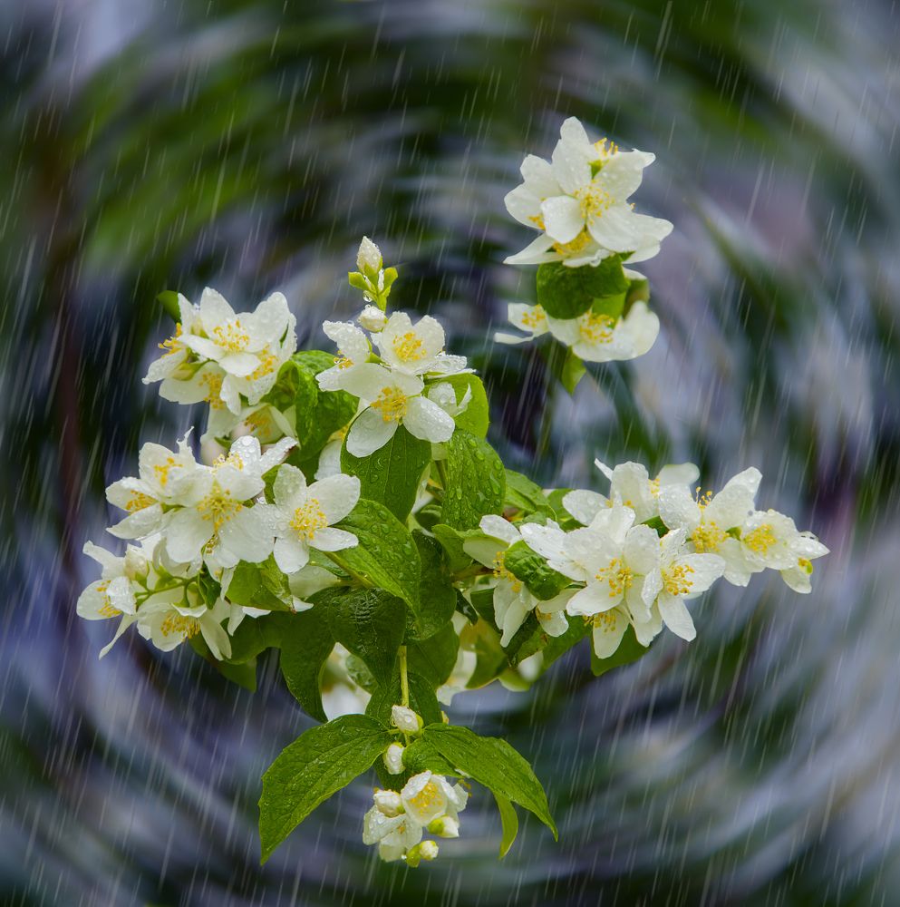 Жасмин и дождь