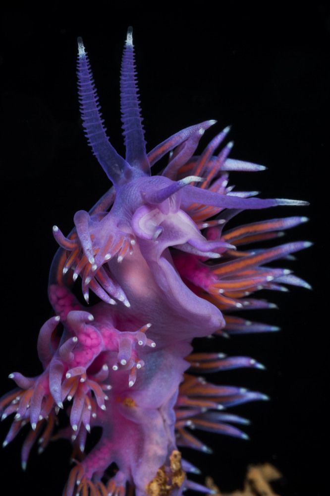The ROAR of the Flabellina!