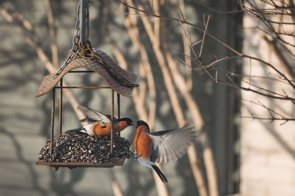 Photograph by ИРЕНА Цурпал