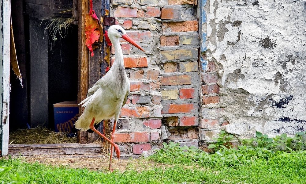 Ведьмак послал