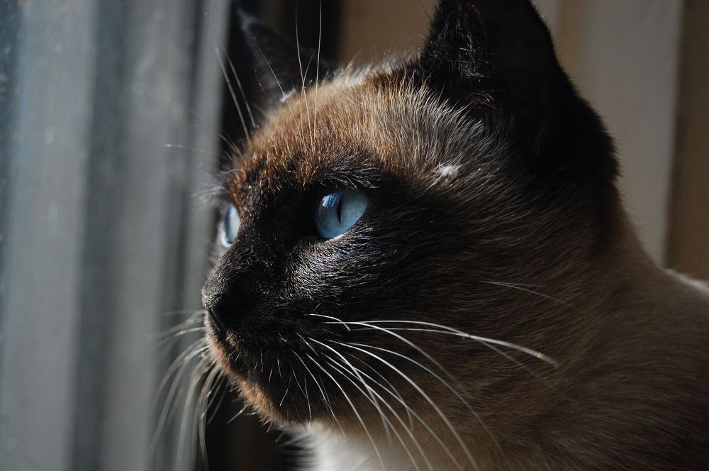 Photograph by  SaidArt