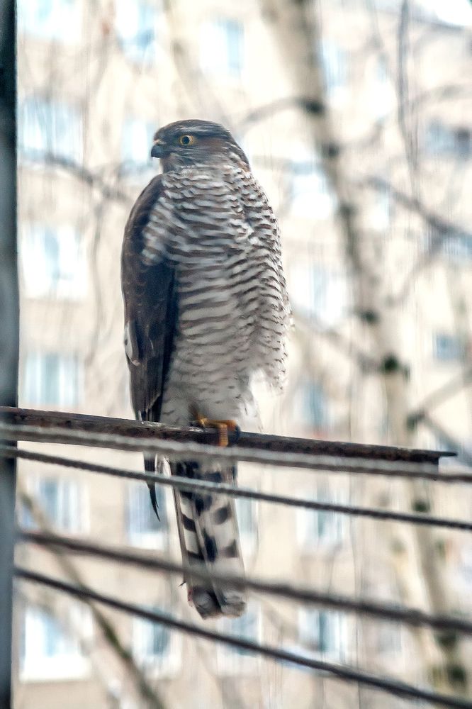 Photograph by Алексей Трифонов