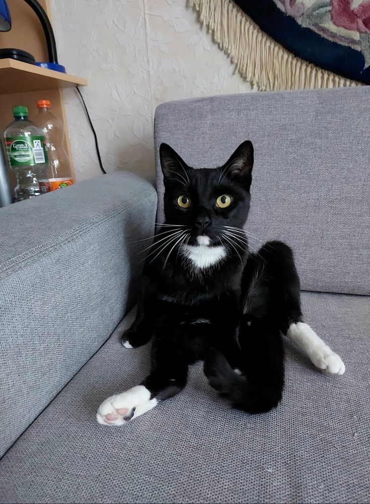 Кот Барсик на диване