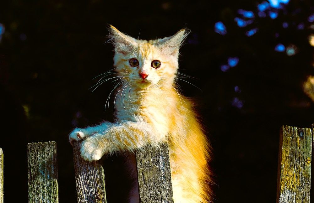 Фотография автора Михаил Лупина