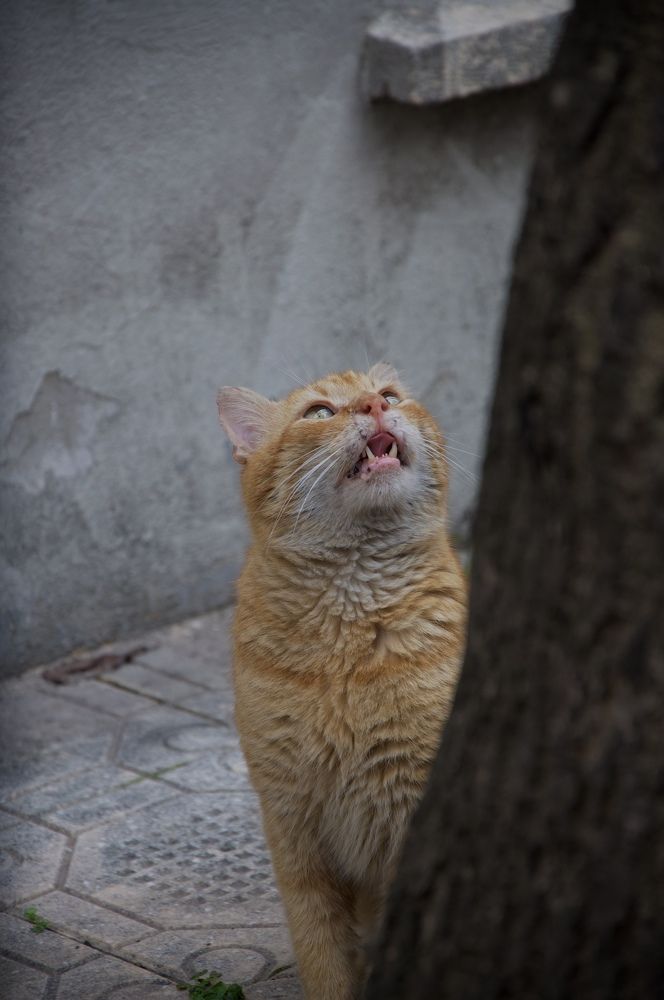 İstanbul cat))