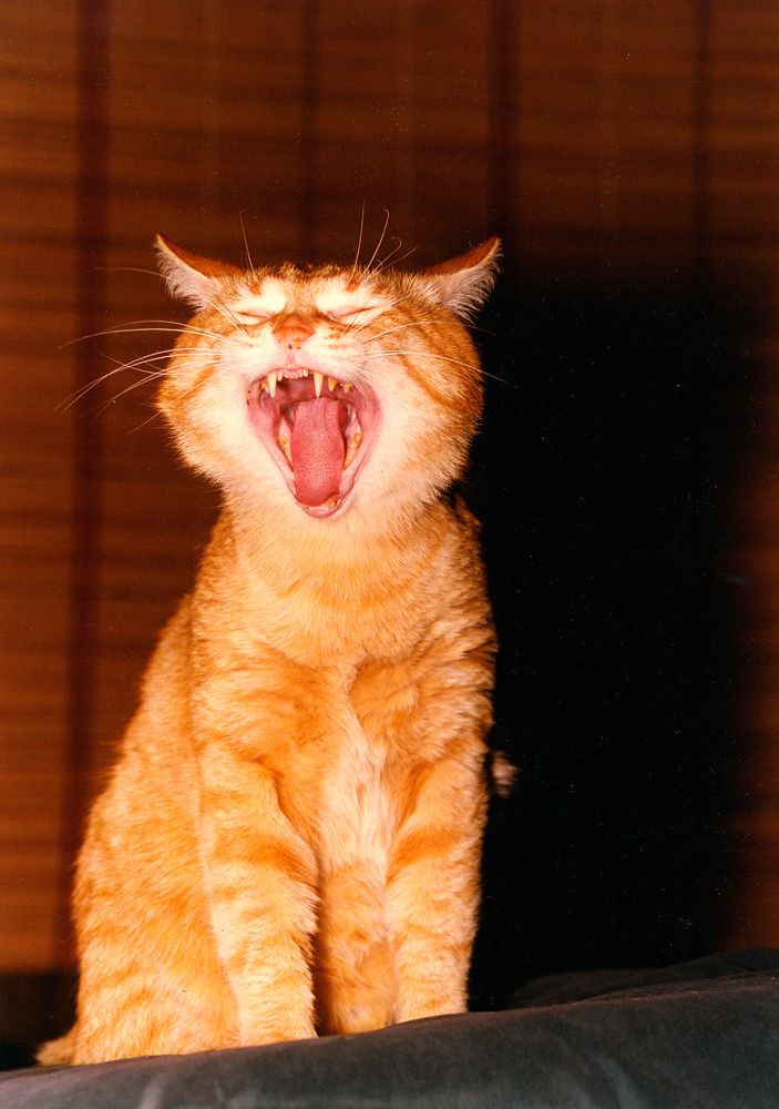 Фотография автора Михаил Кабанов