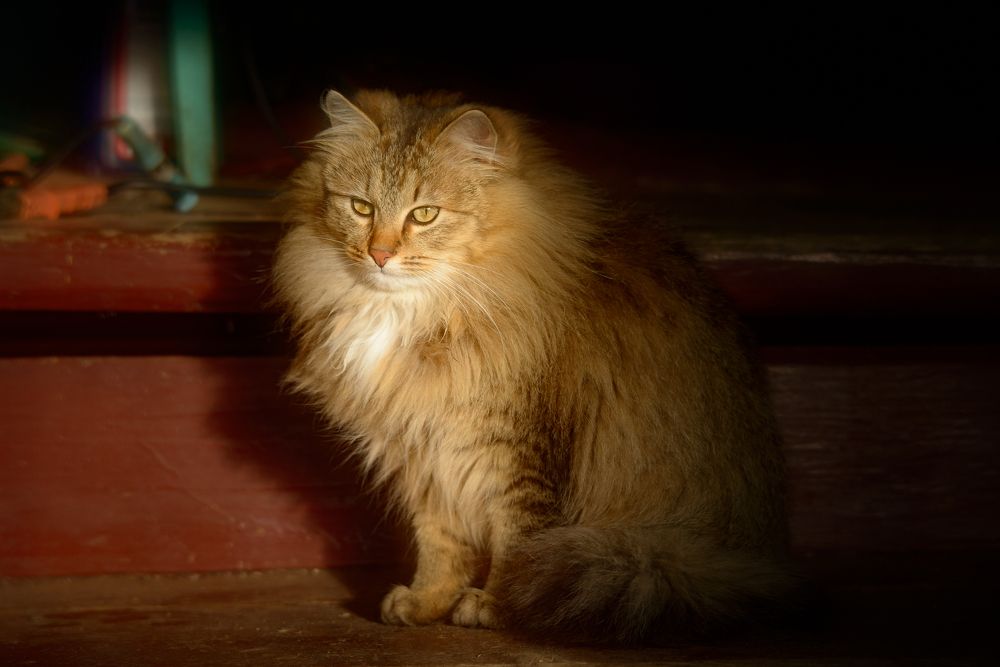 Фотография автора Михаил Кабанов