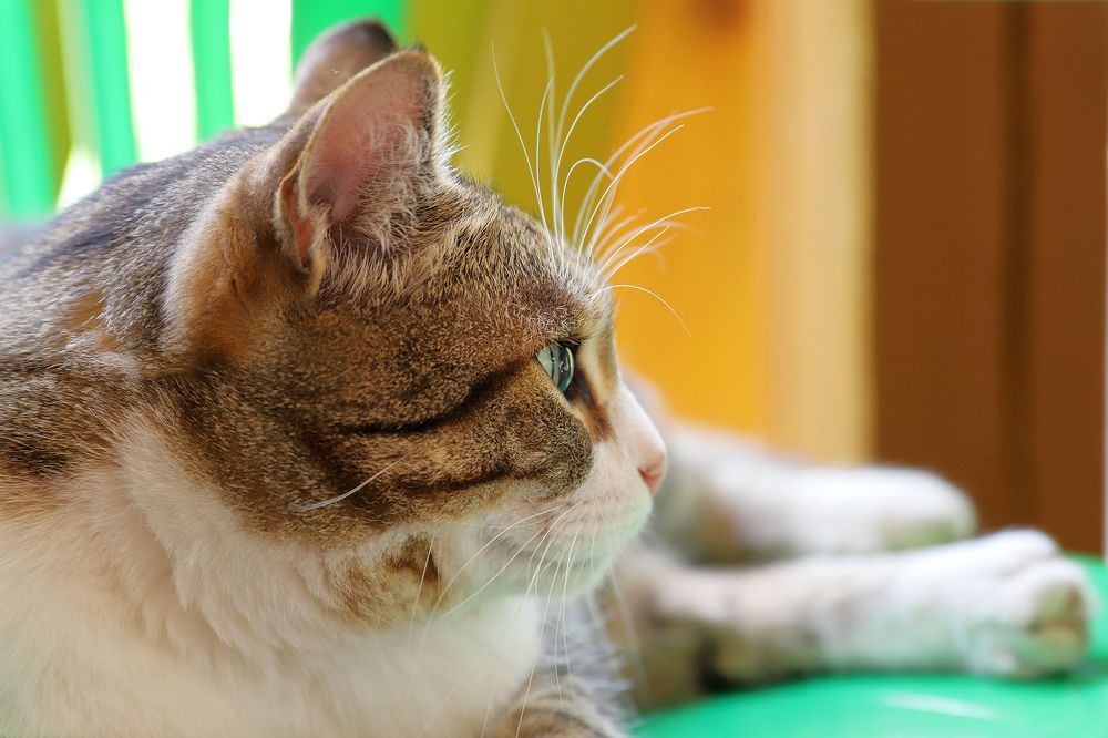 У меня, всё под контролем...