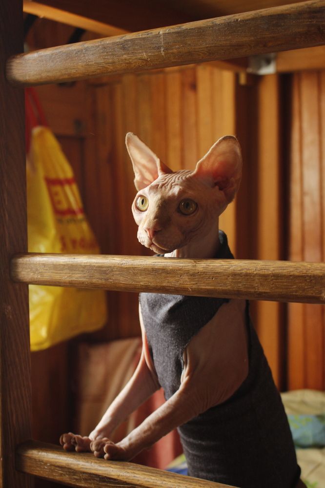 Фотография автора Анастасия Горбунова