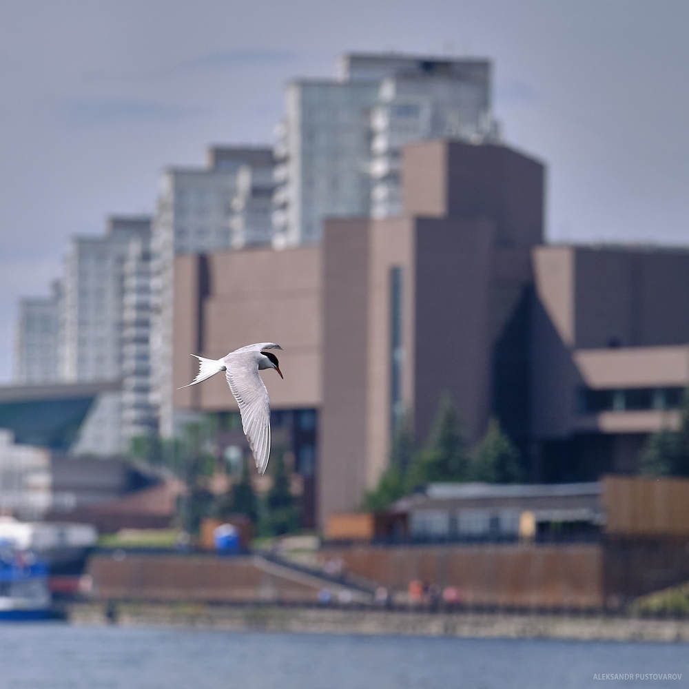 Фотография автора Александр Пустоваров