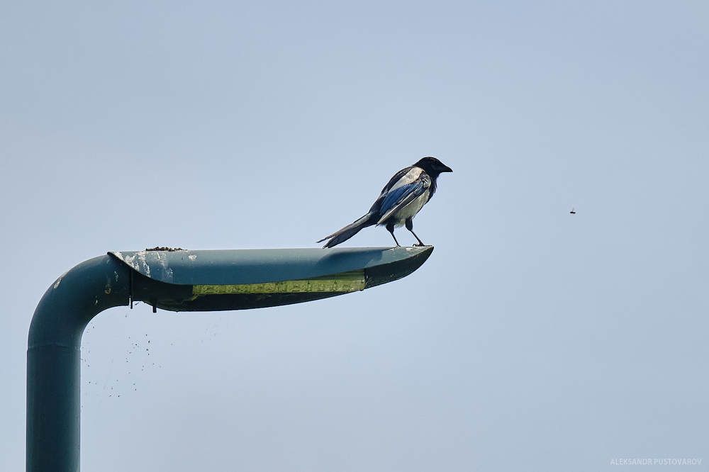 Фотография автора Александр Пустоваров