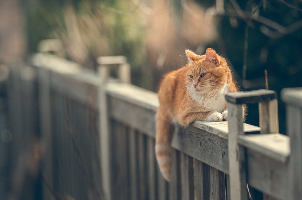 Фотография автора Мороз Ирина