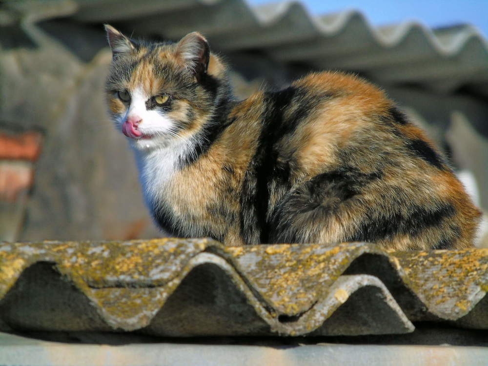 Photograph by Надежда Батракова