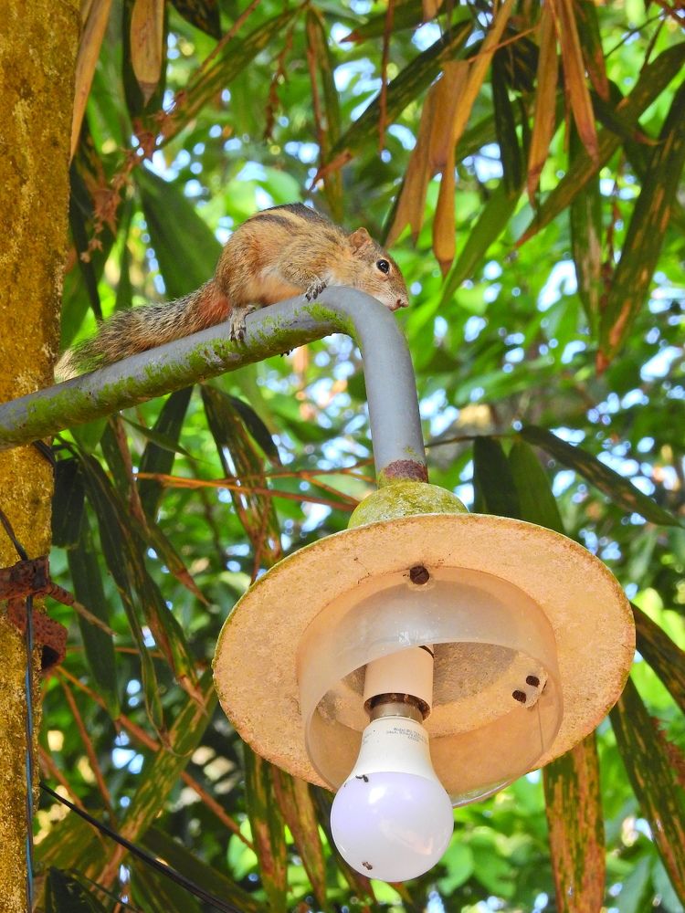 Пальмовая белка