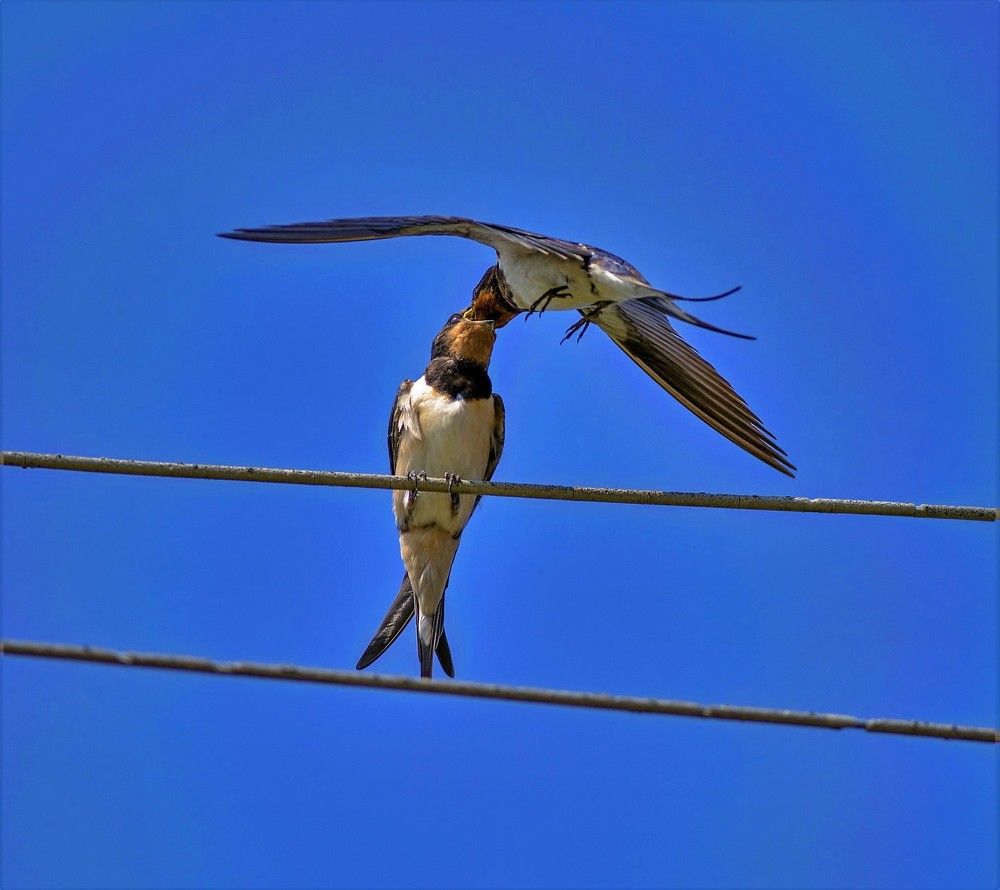 Дозаправка.