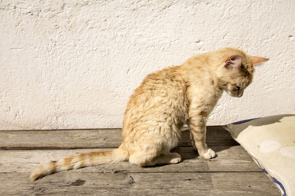 Photograph by iliya levkov