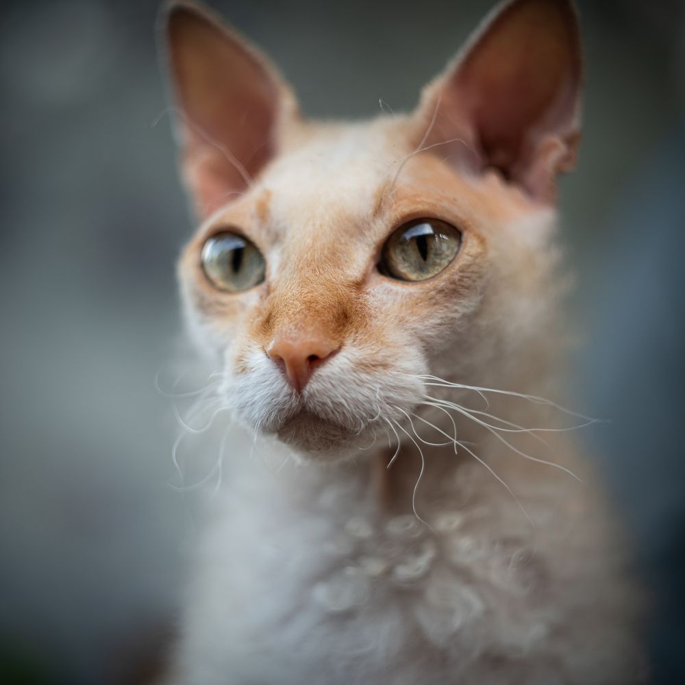 Фотография автора NIKOLAY KALININ