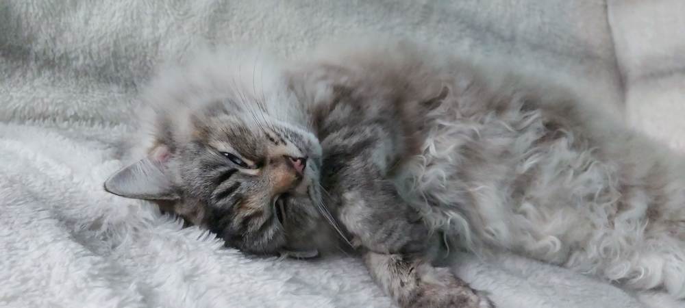 Fluffy gray sleeping kitten