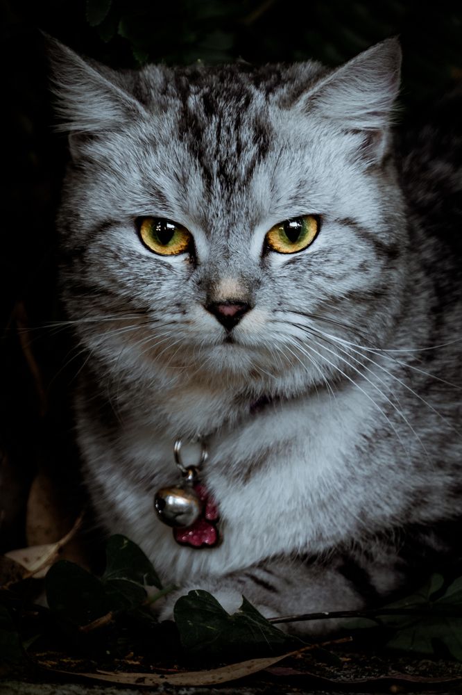 Photograph by Hashin Maharambage