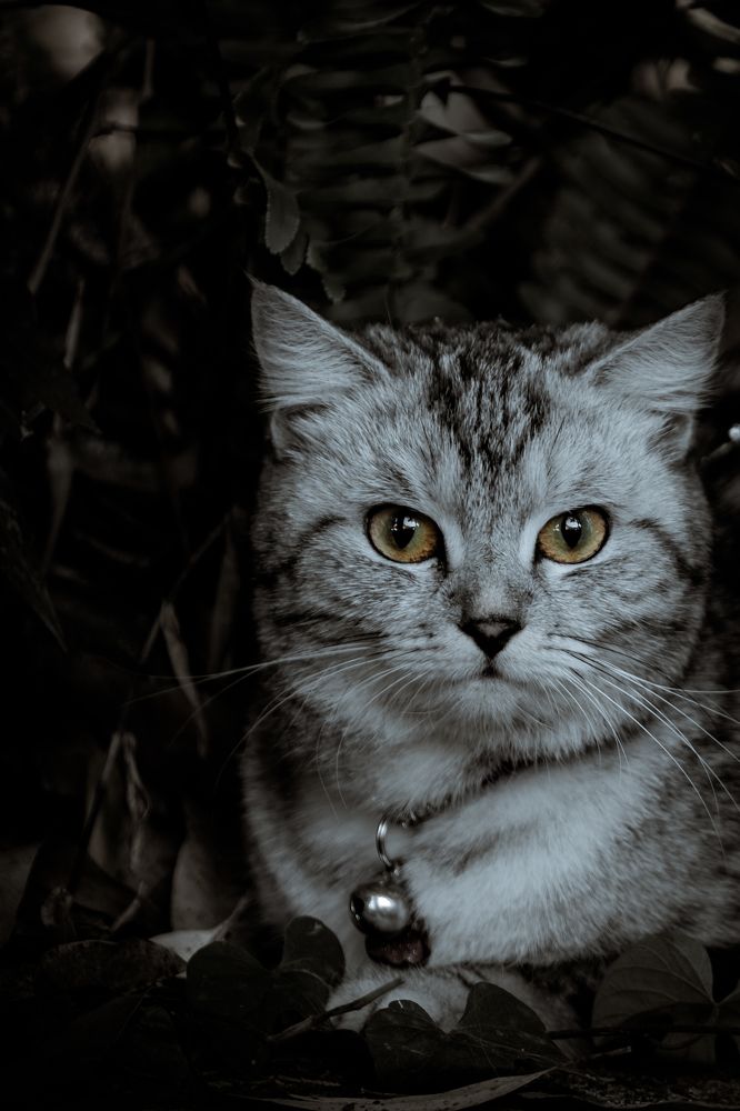 Photograph by Hashin Maharambage