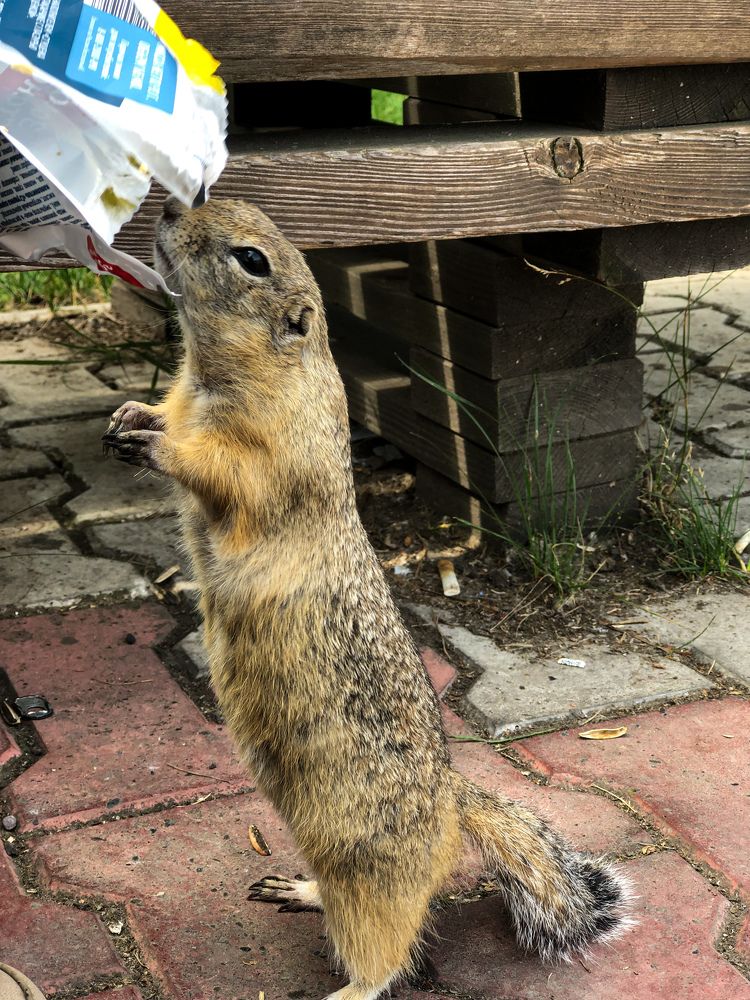 Фотография автора Светлана Гончарова
