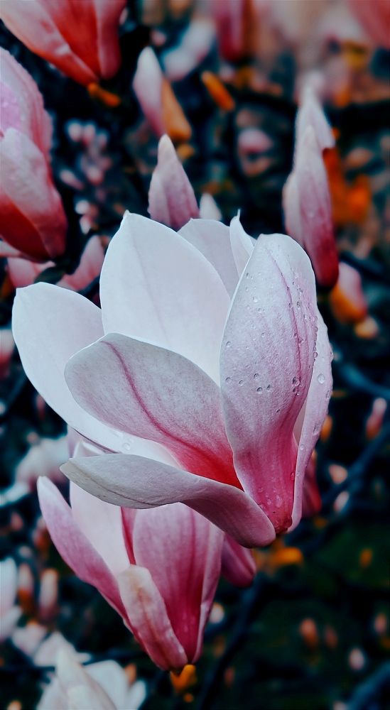 Photograph by Алина Рассохина