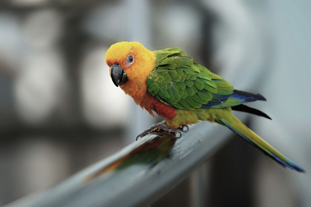 Photograph by Raed Victor Saad