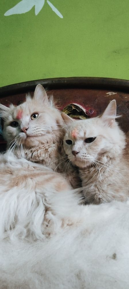 Photo #10806992