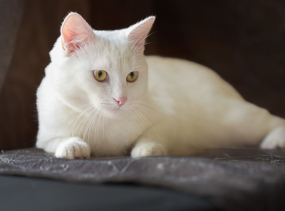 Photograph by Ольга Слободянюк