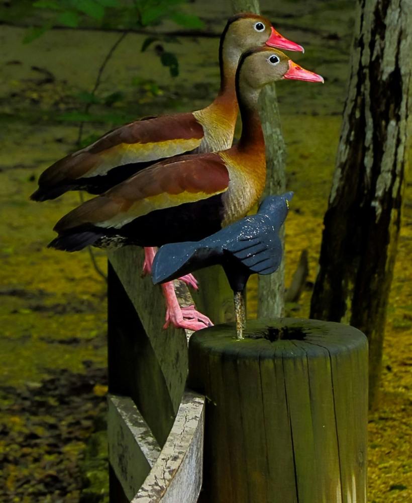 Photograph by Luis Alfredo Morales Torres