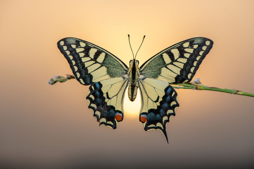 Photograph by Eren Aksoylu