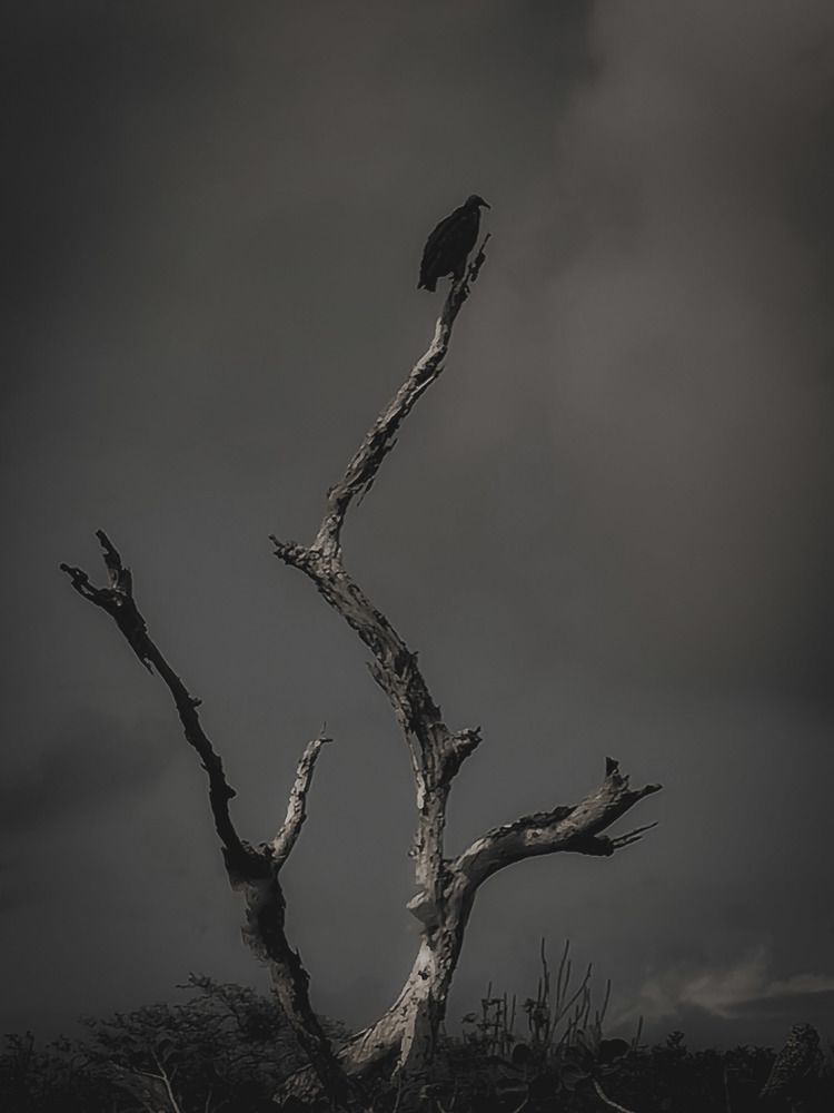 Фотография автора Walfrido Alexandre