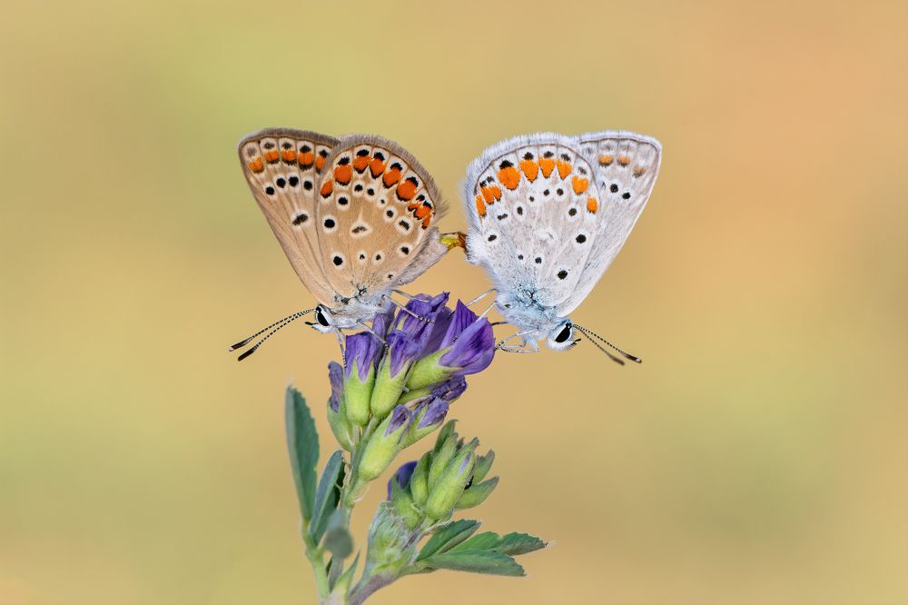 Photograph by Eren Aksoylu