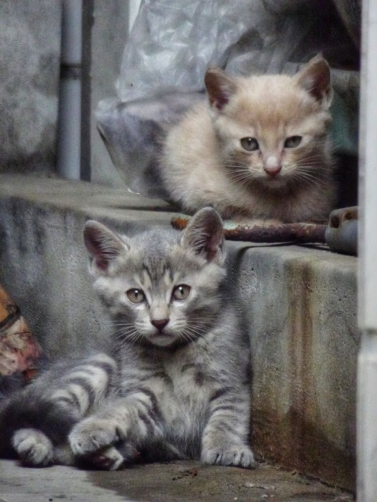 Photograph by Yi Tang Wang