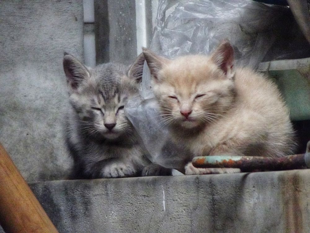 Photograph by Yi Tang Wang