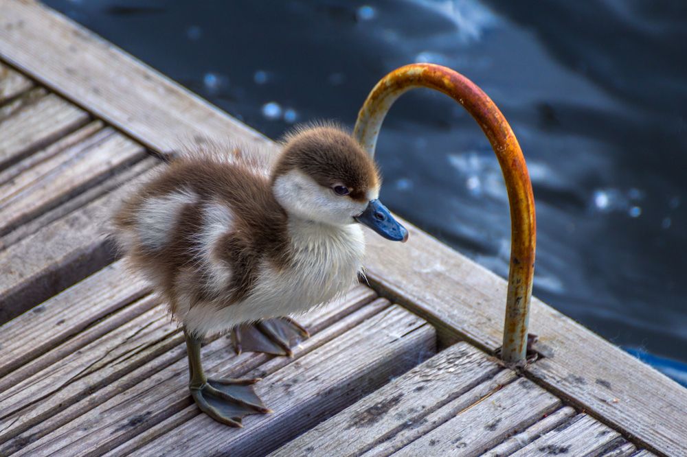 Photograph by Сергей Алексеев