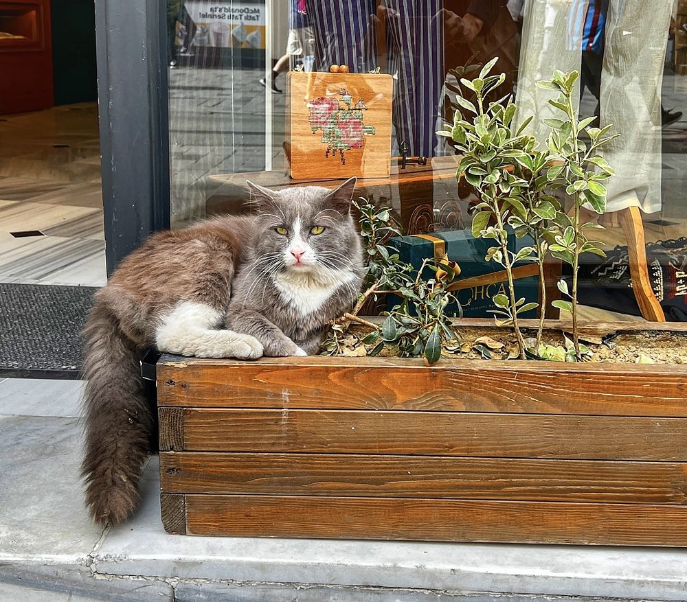 Photograph by Subash