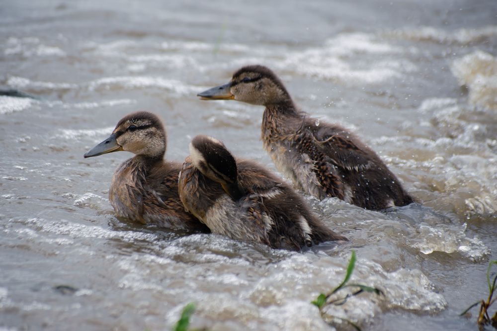 Photograph by Илья Солдаткин