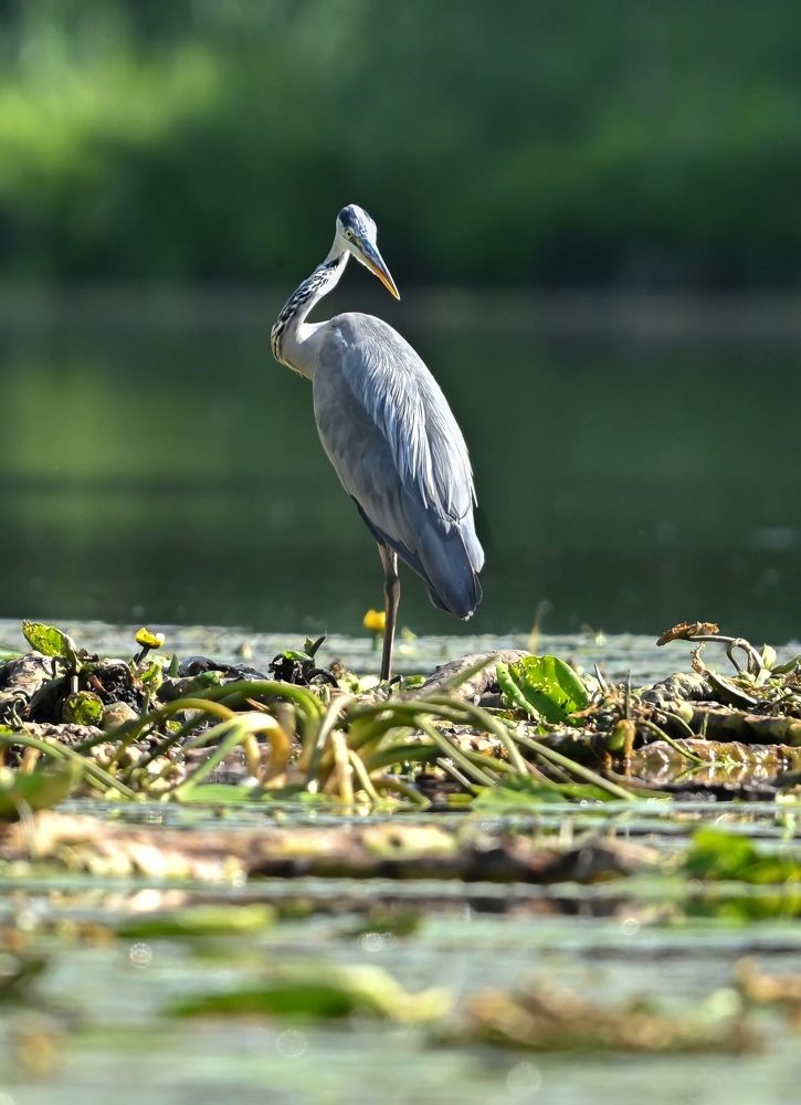 curious heron