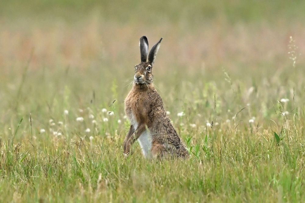 curious hare