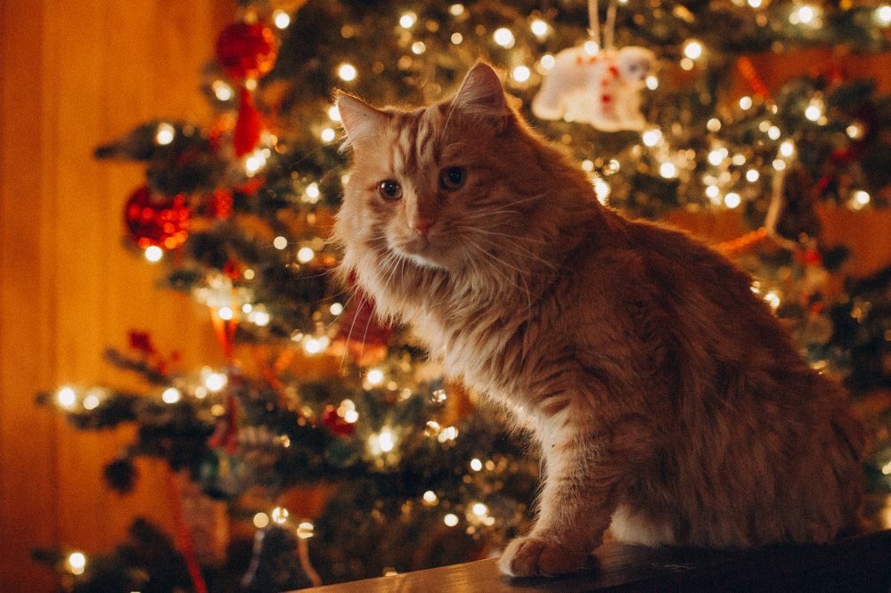 Photograph by Svetana Mertikova (Blinova)