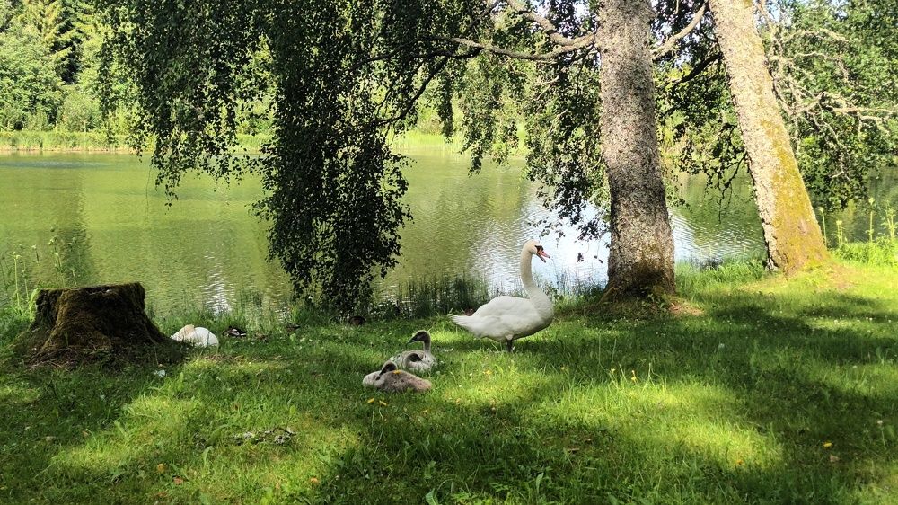 Лебеди у реки