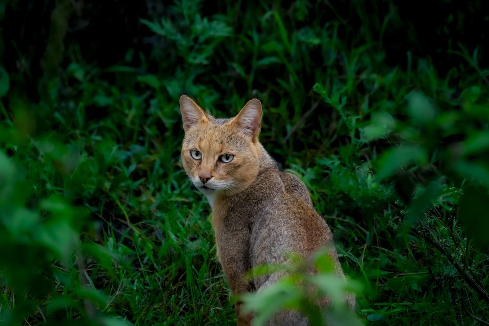 Photograph by Harsha Devalla